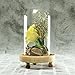 Yeefant Micro Landscape Decoration, Romantic Roses in a Glass Dome on Wooden Base with Light for Birthday Gift Bedroom Livingroom Decor,4x4x4.3 Inch (Yellow)