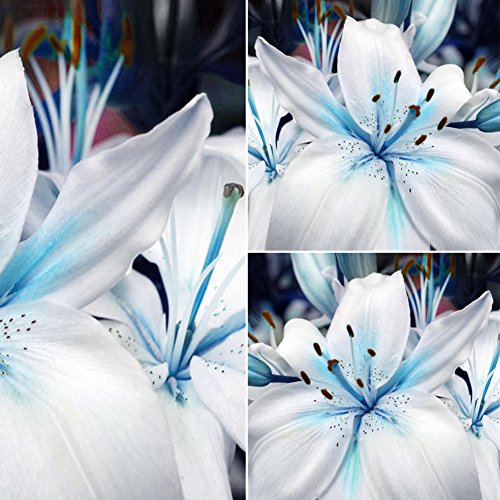 1 Bag Blue Heart Lily Plant Seeds, Fragrance Lily Flower Seeds Plant for Home Garden Potted Bonsai Planting Decor