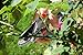 Gardena 8798-U SmartCut Ratchet Pruner
