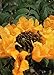 TROPICA - Yellow African Tulip Tree (Spathodea campanulata aurea) - 25 Seeds - Africa