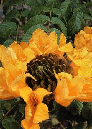 TROPICA - Yellow African Tulip Tree (Spathodea campanulata aurea) - 25 Seeds - Africa TROPICA - Yellow African Tulip Tree (Spathodea campanulata aurea) - 25 Seeds - Africa