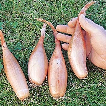 200 Shallot Seeds "Zebrune" - Heirloom shallot from France , Highly productive plant. Organic, Untreated !