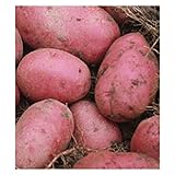 Potato Red Pontiac certified ORGANIC Seed Potatoes - 10 Heirloom Red Potatoes