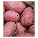 Potato Red Pontiac certified ORGANIC Seed Potatoes - 10 Heirloom Red Potatoes