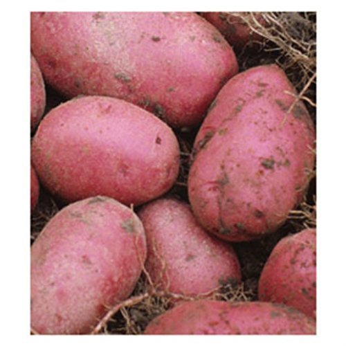 Potato Red Pontiac certified ORGANIC Seed Potatoes - 10 Heirloom Red Potatoes Potato Red Pontiac certified ORGANIC Seed Potatoes - 10 Heirloom Red Potatoes