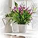 4pcs Artificial Fake Setaria Flowers Plants Bouquet Faux Plastic Plant Flower (Red)