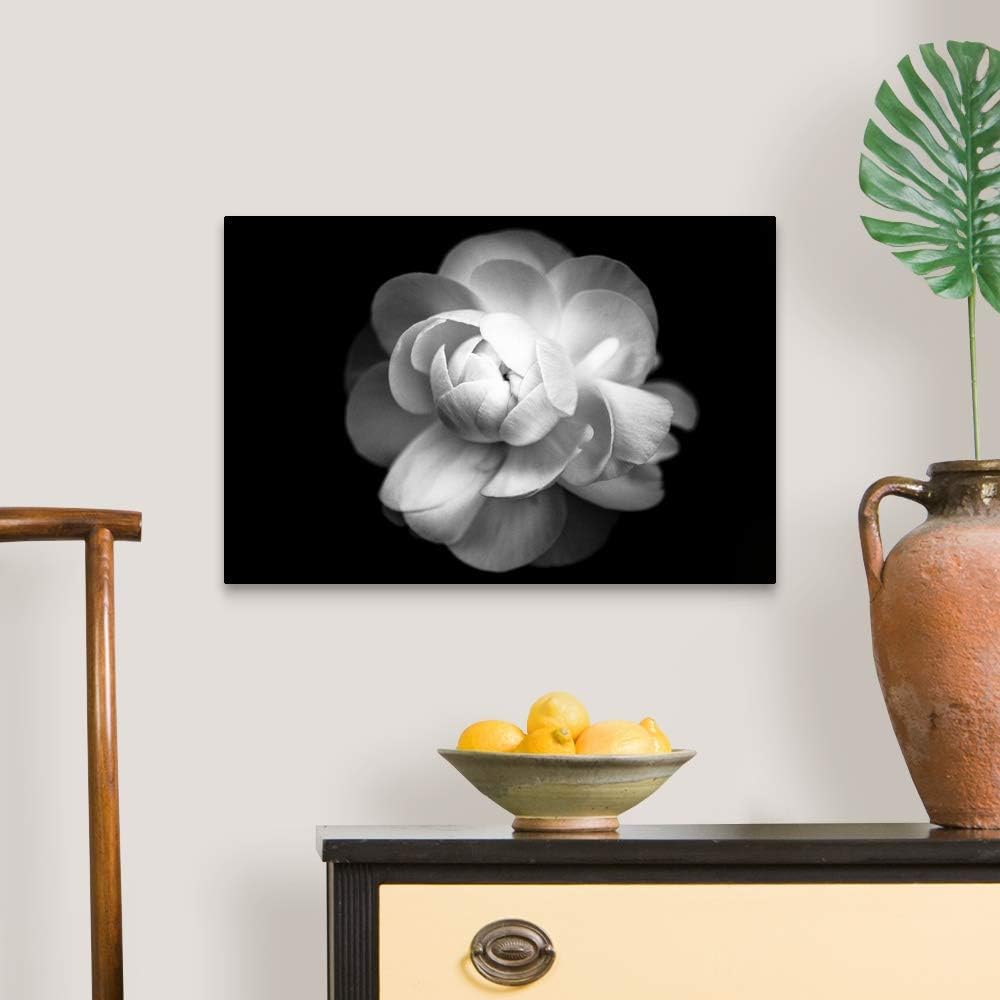 Amazon Com Ranunculus Flower In Black And White Canvas Wall Art Print Floral Artwork Posters Prints