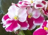 African Violet Flowering House Plant - Assorted BICOLOR Variety - IN BLOOM - 4