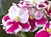 African Violet Flowering House Plant - Assorted BICOLOR Variety - IN BLOOM - 4" Pot by Jordan's Jungle