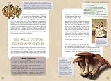 Image de Champignons