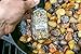 Primal Palate Organic Steak Seasoning, Certified Organic, 2.4 oz Bottle
