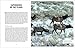 Wildlife Spectacles: Mass Migrations, Mating Rituals, and Other Fascinating Animal Behaviors