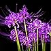 50 PCS Bulbs Lycoris Radiata Spider lily Bulb Seeds Home Garden Flower Seed Decor Seed Purple