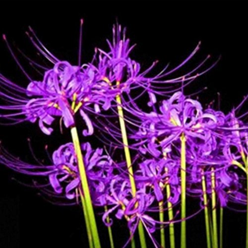 50 PCS Bulbs Lycoris Radiata Spider lily Bulb Seeds Home Garden Flower Seed Decor Seed Purple