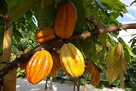 Mphmi Plants Cocoa plant Fruit - Fruit Plants & Tree outdoor