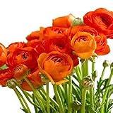 Orange French Peony Ranunculus - 12 Largest Size Corms Bulbs