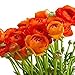 Orange French Peony Ranunculus - 12 Largest Size Corms Bulbs