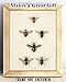 Bees Plate XV 11x14 Unframed Print - Vintage Poster - Great for Classroom and School Decor, Honey Bee Farm Decorations, Classic Gift for Nature Lovers, Teachers and Beekeepers