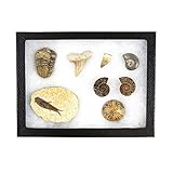Museum Quality Fossil Collection Kit Featuring Dinosaur Fossils, Ammonites, Trilobite, Shark Tooth, Urchin and Fish Fossil - Collectors Edition Paleontology Set