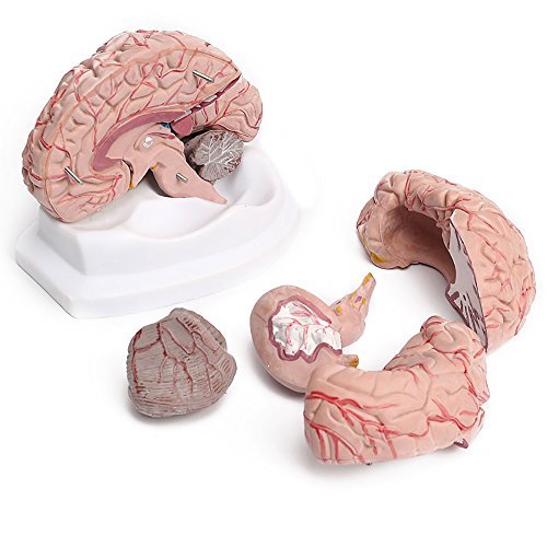 8-Part Human Brain with Arteries Anatomical Anatomy Model – BigaMart