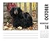 Just Dachshunds 2020 Box Calendar (Dog Breed Calendar)