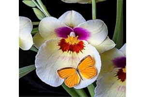 100 Rare butfalla Grains of Orchid Flower Seeds in Indoor Pot of Orchid Plants Very Easy graines Plant de Fleurs rares Garden
