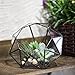 NCYP Large Eight-Surface Diamond Shape Geometric Glass Terrarium Succulent Plant Flower Pot, No Plants Included