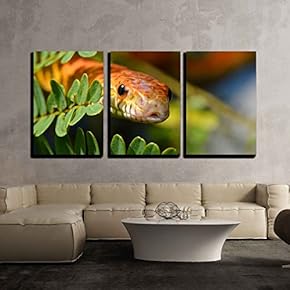3 Piece Canvas Wall Art - Sunkissed Corn Snake Close up Eye and Detail Scales - Modern Home Art Stretched and Framed Ready to Hang - 16"x24"x3 Panels