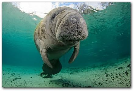 Ready2HangArt Chris Doherty 'Manatee' Canvas Wall Art, 24" High x 32" Wide x 1" to 2" Deep, Brown/Blue/Green