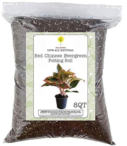 anthurium andreanum mix Black Anthurium (Flamingo Flower) Plant For Sale