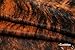 ecowhides 100% Genuine Brazilian Cowhide Rug - Brindle White Belly - Luxury Cowskin Leather Area Rug Decor (X-Large) 7 x 6 ft