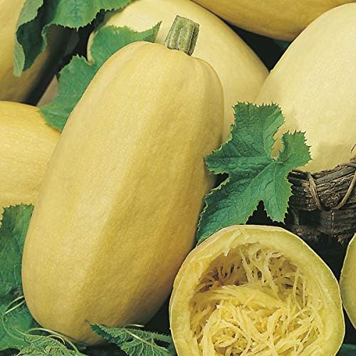 TOMHY Seeds Package: Mr Fothergill'S Squash Vegetable Spaghetti
