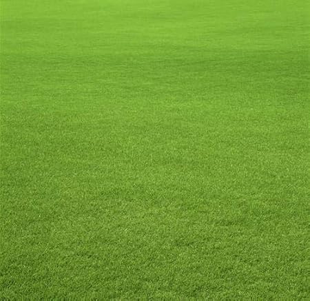 IndianAgro Lawn Grass Seeds Pack Of 2000 seeds