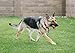 Dog Ball Launcher Thrower for Professional K-9 Training Sport Mental Conditioning Toy Tug 100% GUARANTEED! Increases Pet Obedience Behavior Fast! Through Toss Fetch Retriever Thrower Launching