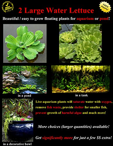 Aquatic Discounts 2 Large Water Lettuce - Live Floating Plant for Your Aquarium or Pond