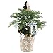 Costa Farms Live Christmas Tree, Small Norfolk Island Pine Tree in Nursery Plant Pot, Potting Soil, Indoor Tree Decor, All Seasons Tabletop Holiday Home or Room Decor, 10-12 Inches Tall