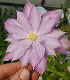 Proteus Double Clematis - 2.5