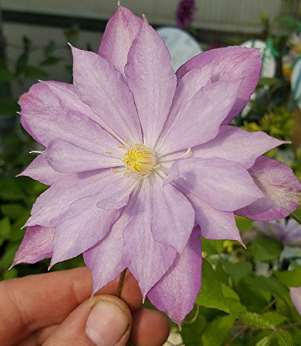 Proteus Double Clematis - 2.5