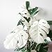 Mggsndi 100Pcs White Monstera Palm Turtle Leaves Plant Seeds Garden Balcony Bonsai Decor - Heirloom Non GMO - Seeds for Planting an Indoor and Outdoor Garden Monstera Seeds 100pcs