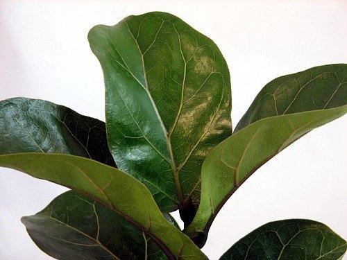 Jmbamboo - Ficus Lyrata Plant in 6 Inch Pot - Also Called Fiddle Leaf Fig or Pandurata