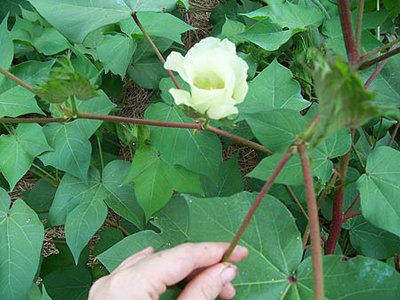 David s Garden Seeds Cotton Arkansas Green Lint (Green) 16 to 20 Organic Heirloom Seeds