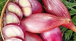 Seeds Red Shallot Onion Heirloom Vegetable for