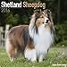 Shetland Sheepdog Calendar - Breed Specific Shetland Sheepdog Calendar - 2016 Wall calendars - Dog Calendars - Monthly Wall Calendar by Avonside