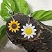BodyJ4You Belly Button Ring Stunning Yellow Sunflower 14G Navel Banana Steel Curved Piercing Bar