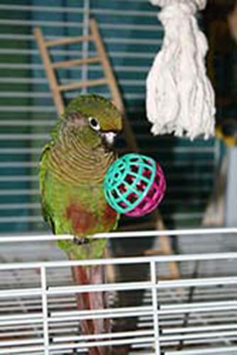 2012 6 x 1" BIRD FOOT TOY ball cockatiel parakeet toys cage parrot cat parrotlet