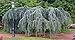 Weeping Blue Atlas Cedar 3 - Year Graft