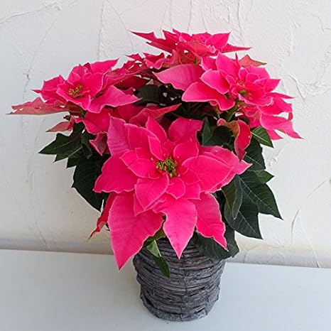 Amazon Co Jp プリンセチア ローザ5号鉢植え カゴ付き 八重咲きポインセチア Diy 工具 ガーデン