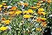 Dried Calendula Flowers, 100% Natural Organically Grown Herbal Leaves for For Homemade Tea Blends, Potpourri, Bath Salts, Gifts, Crafts, Wild Flower #6 (4 ounce)