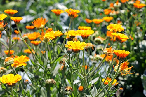 Dried Calendula Flowers, 100% Natural Organically Grown Herbal Leaves for For Homemade Tea Blends, Potpourri, Bath Salts, Gifts, Crafts, Wild Flower #6 (4 ounce) - Thumbnail 5