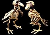 Bird Skeleton 7.5